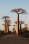 Alley of baobab, Morondava, Madagascar