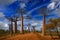 Alley of the Baobabs landscape from Madagascar.