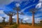 Alley of the Baobabs landscape from Madagascar. Most famous tipical place