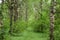 Alley in a birch grove. Deciduous forest. Green grass. Birch is an extremely beautiful and unique