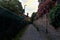 Alley bordered by a brick wall and blooming oleanders at sunset