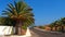 Alley of the canary date palm. Small cars traveling on the horizon