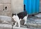 alley cat in shantytown