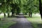 Alley in the city. Linden trees and benches.