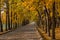 Alley in a city park on a sunny autumn day. A man jogs along the alley. A carpet of colorful leaves.