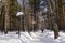 An alley cleared of snow in a pine forest. Winter weekend concept. Walking in the park