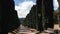 Alley with columnar cypresses