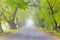 Alley concept. Foggy morning, thick fog in rural area. Green trees along road