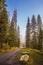 Alley in the coniferous forest