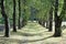 Alley covered with green trees on both sides with shades across road