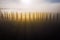 The alley of cypress trees on the plowed field shooted in the early misty morning when the first sun rays making a long shadows.