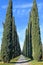 Alley of cypress trees in the vicinity of Rome, Italy