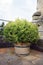 Alley with decorative boxwood