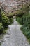 Alley with fallen cherry blossom petals