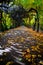 Alley with falling leaves in fall park