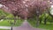 Alley with flowering cherry blossom trees in spring park