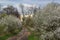 Alley of flowering cherry trees and dirt road, springtime view