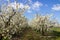 Alley flowering fruit trees in the orchard