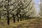 Alley flowering fruit trees in the orchard