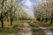 Alley flowering fruit trees in the orchard