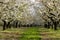 Alley flowering fruit trees in the orchard