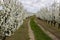 Alley flowering fruit trees in the orchard