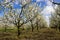 Alley flowering fruit trees in the orchard