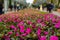 Alley of flowers Petunia hybrida