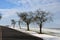 Alley of fruit trees in an alley by a rural road. new asphalt and white curb. in a snow field flat fertile field. large mature app