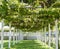 Alley with grape vine-covered pergola