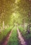 Alley of green birches