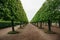 Alley with green trees, perspective view, pathway in park