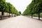 Alley with Green Trees in Tuileries garden in Paris