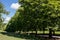 Alley of huge chestnut trees