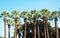 Alley of huge palm trees.