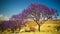 Alley of Jacaranda trees at Filfil national park, Eritrea