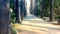 Alley in the jnane sbil gardens of fez in morocco