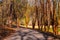 Alley with leopard trees in Lullwater Park, Atlanta, USA