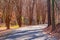 Alley with leopard trees in Lullwater Park, Atlanta, USA