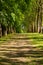 Alley lined with sycamore trees in a french classical garden (Vaux-le-Vicomte