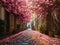 Alley of lushly blooming pink magnolias