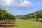 Alley of mango trees. Mango trees on farm.