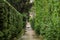 Alley maze of green bushes