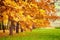 Alley of oak trees in the regular Park in fall