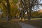 Alley with old American elm trees in fall colors