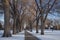 Alley of old elm trees at university campus