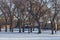 Alley of old elm trees at university campus