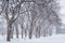 Alley of old elm trees at university campus