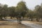 The alley of olive trees on a hill paved with cobblestones track