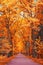 Alley of orange-red maples in the park walking path in perspective